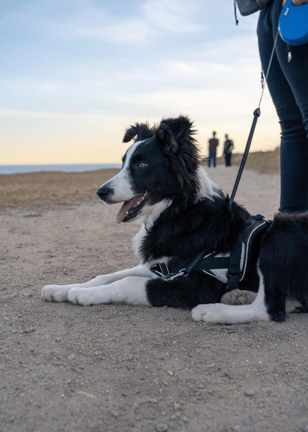Best Probiotic For Dogs